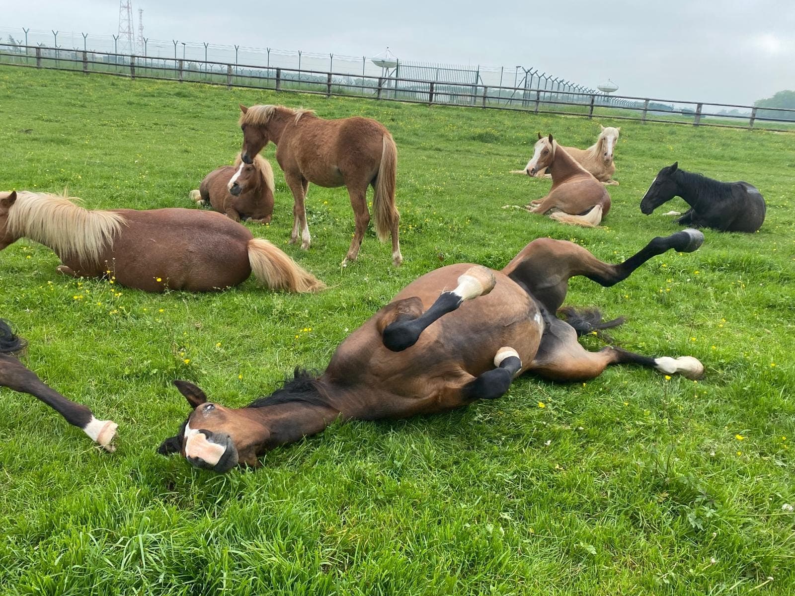 Paddocks & Prés